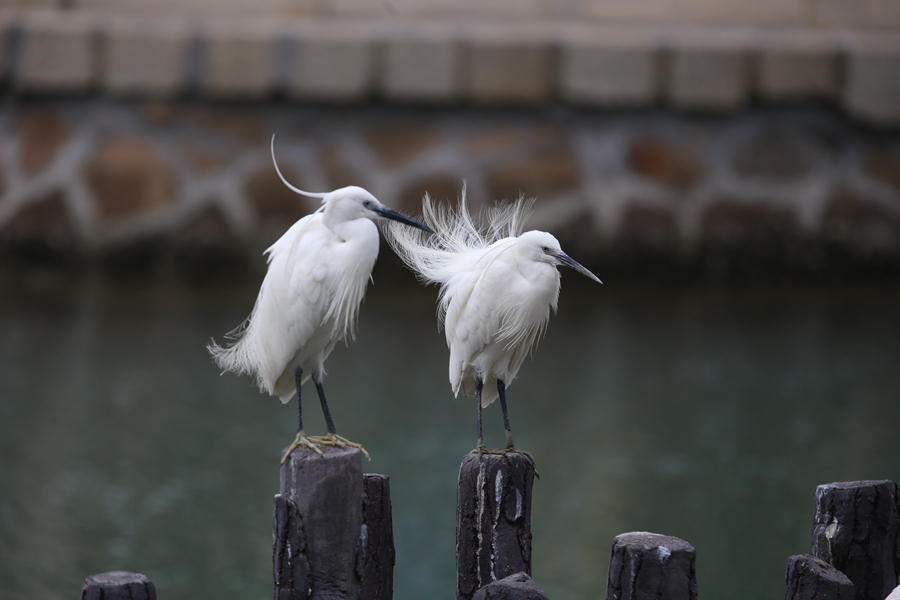 筼筜湖白鷺。人民網(wǎng)記者 陳博攝