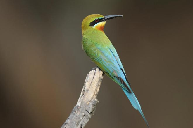 栗喉蜂虎。劉一鳴、段道清攝