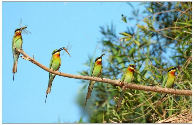 栗喉蜂虎。（資料照片）