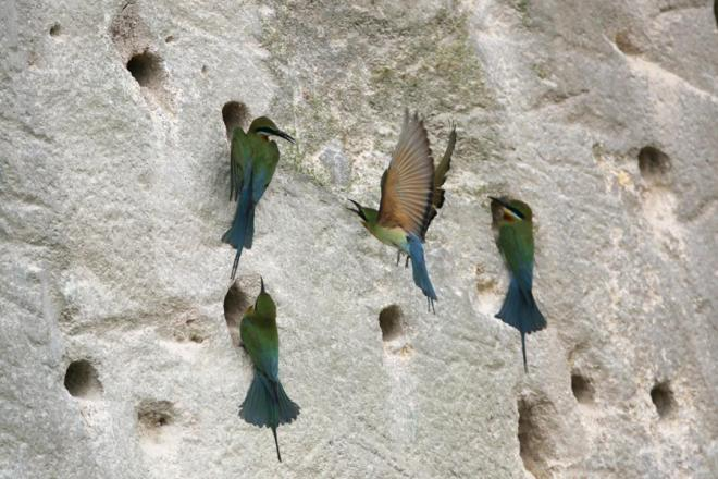 栗喉蜂虎。劉一鳴、段道清攝