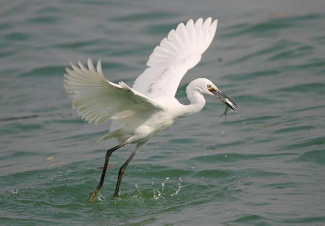    下潭尾紅樹林公園里，白鷺正在捕魚。人民網(wǎng)記者 陳博攝