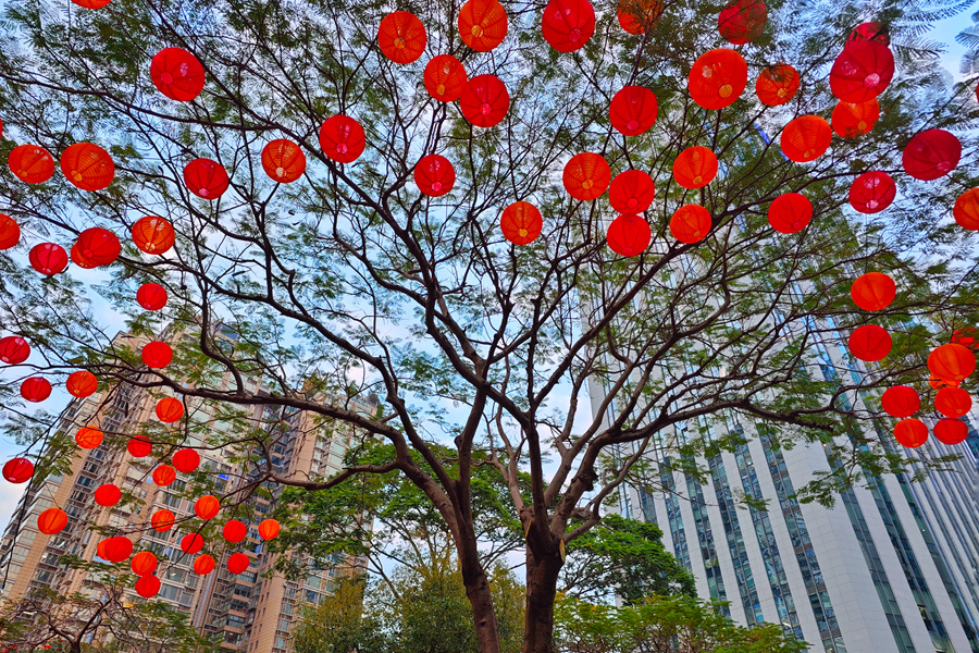 廈門思明美仁園內(nèi)，大紅燈籠掛滿樹。胡康強(qiáng)攝