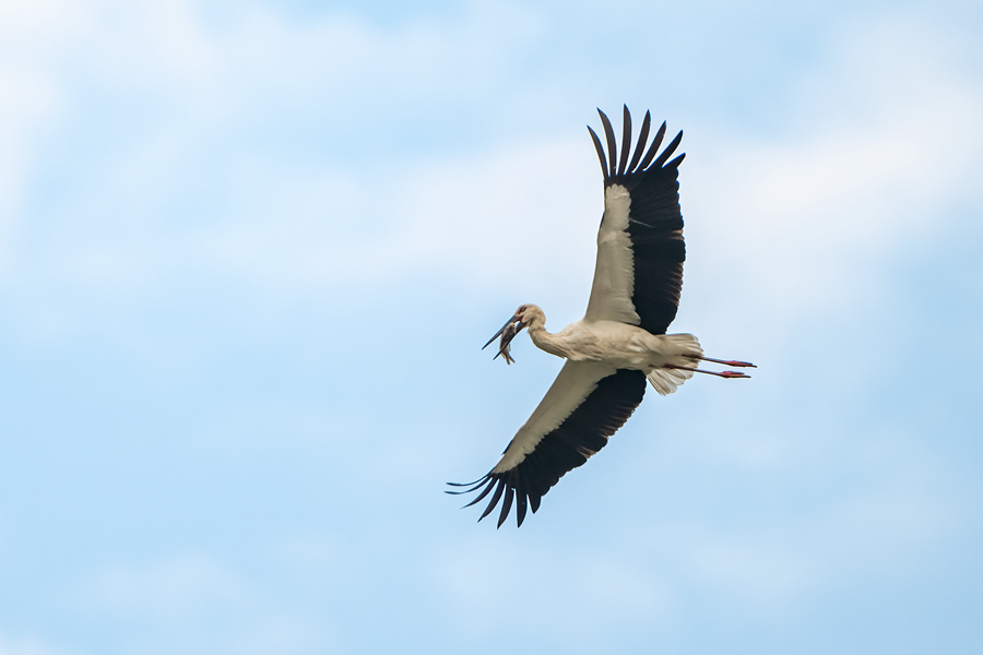 國家一級保護(hù)動(dòng)物東方白鸛在廈門馬鑾灣上空盤旋。張?zhí)壹t攝_副本