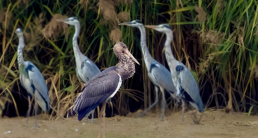 國家一級保護(hù)動(dòng)物黑鸛現(xiàn)身廈門馬鑾灣濕地。江玲攝