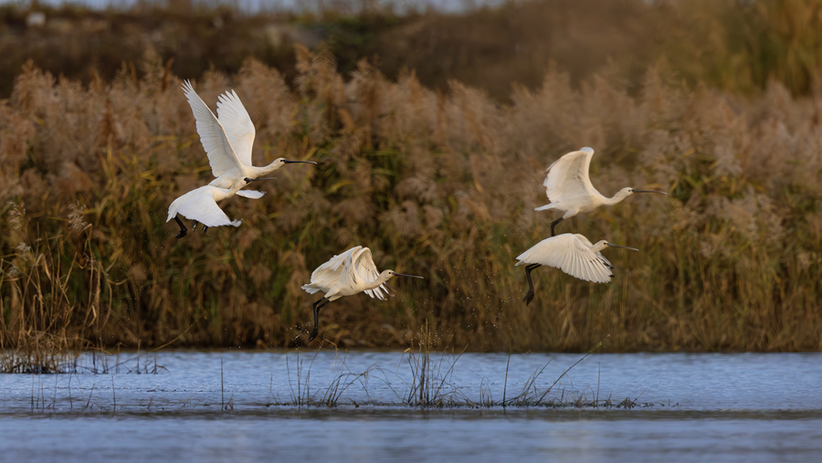 國家一級保護(hù)動(dòng)物黑臉琵鷺、國家二級保護(hù)動(dòng)物白琵鷺在廈門馬鑾灣齊現(xiàn)身。廖昕攝