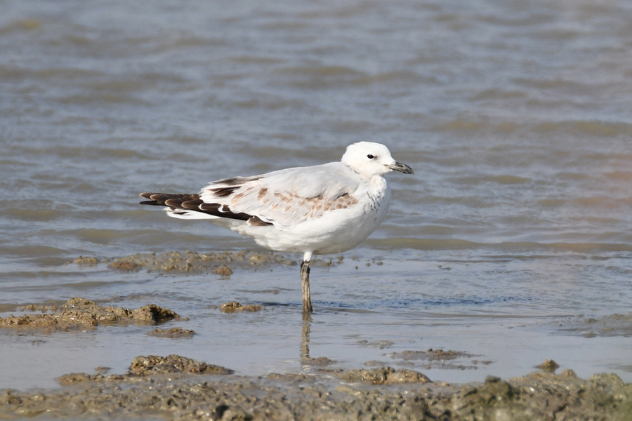 國家一級保護(hù)動(dòng)物遺鷗在廈門馬鑾灣灘涂上現(xiàn)身。周龍杰攝
