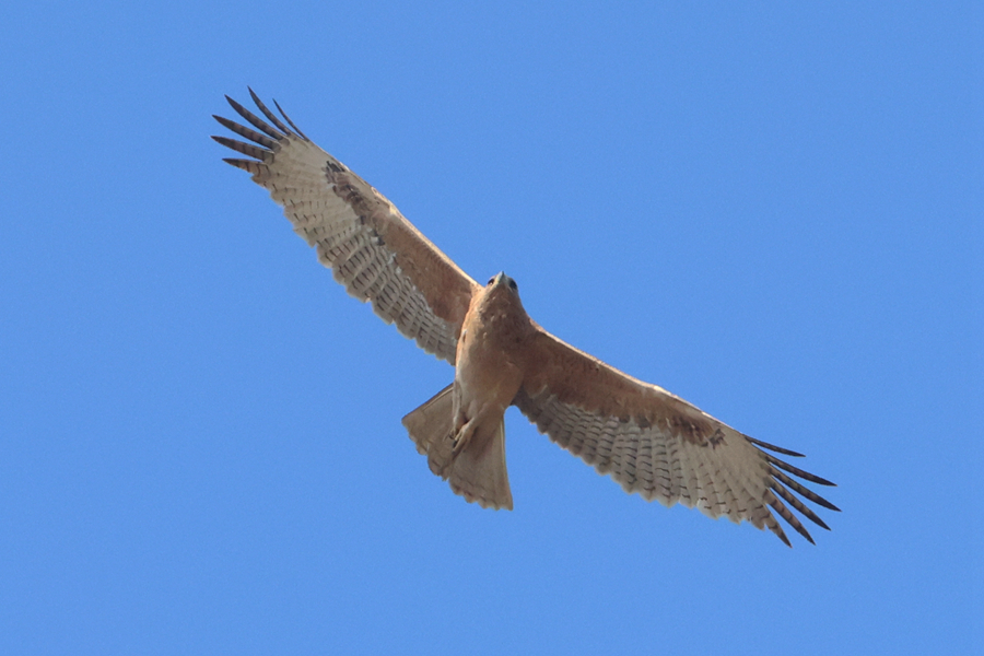 國家二級保護(hù)動(dòng)物白腹隼雕在廈門馬鑾灣上空現(xiàn)身。人民網(wǎng)記者 陳博攝