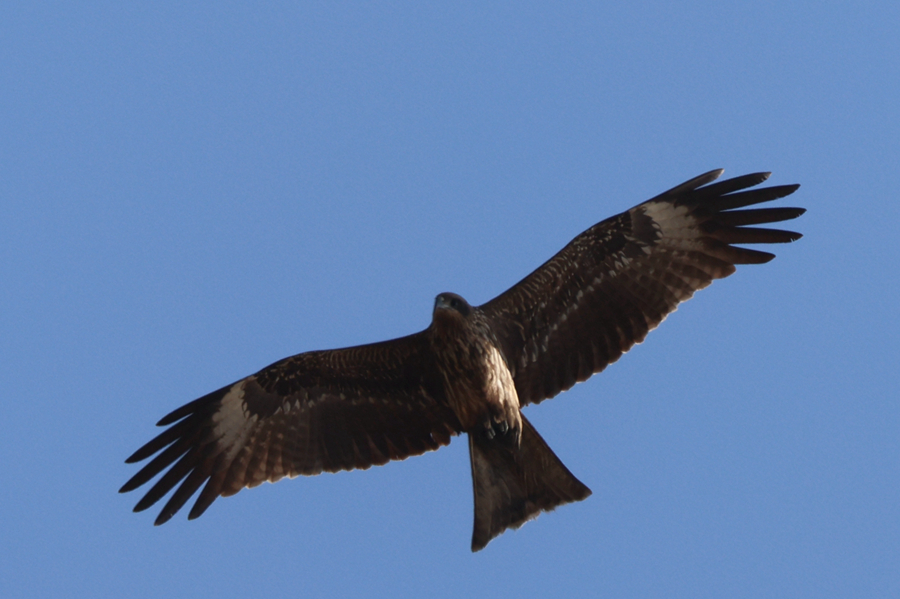 國家二級保護(hù)動(dòng)物黑鳶在廈門馬鑾灣上空盤旋。人民網(wǎng)記者 陳博攝