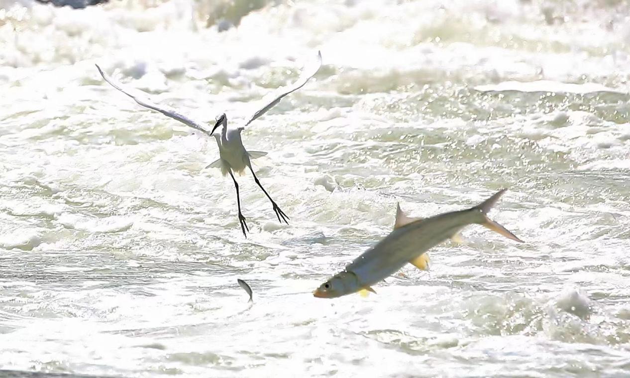 筼筜湖納潮口。