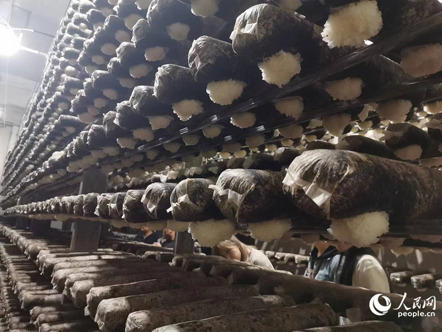 寧德市古田縣食用菌名聲在外。人民網(wǎng)記者 林曉麗攝