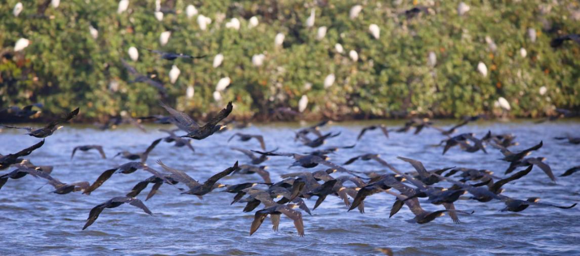 環(huán)境優(yōu)美的杏林灣引來大量鳥類棲息。人民網(wǎng)記者 陳博攝