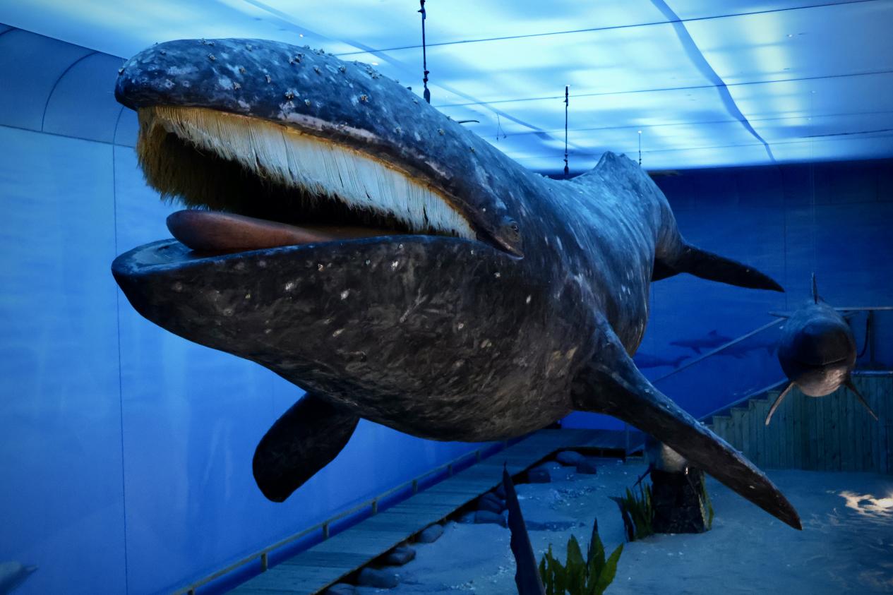 海洋三所的鯨豚展館內(nèi)，我國保存最為完整的灰鯨標(biāo)本。林小藝攝