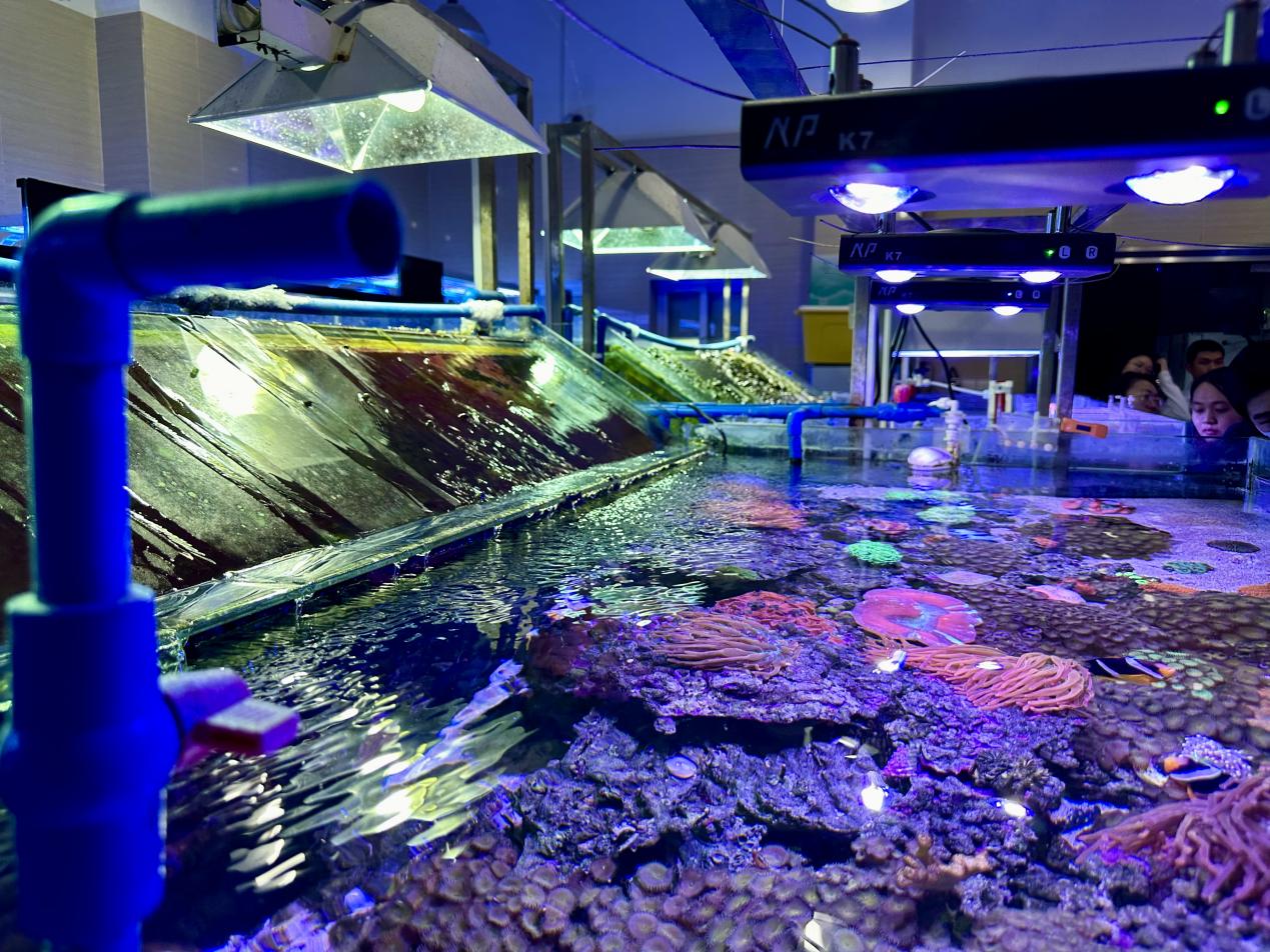 海洋三所的珊瑚保育館，這是我國造礁珊瑚的活體保藏庫。林小藝攝