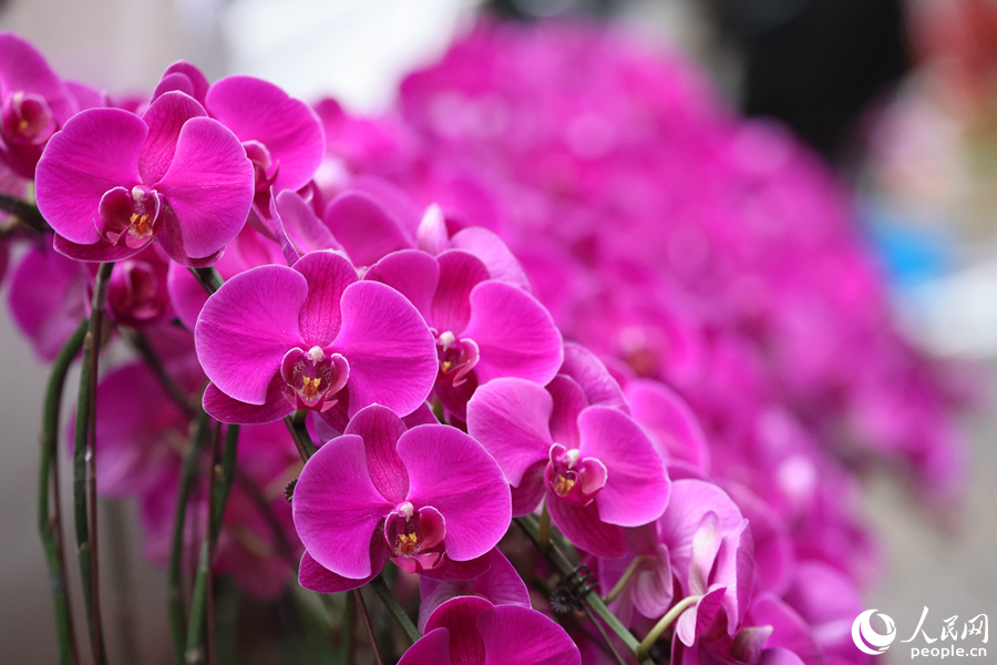 蝴蝶蘭盆景被整齊劃一地排列在路邊供市民選購。人民網(wǎng)記者 陳博攝