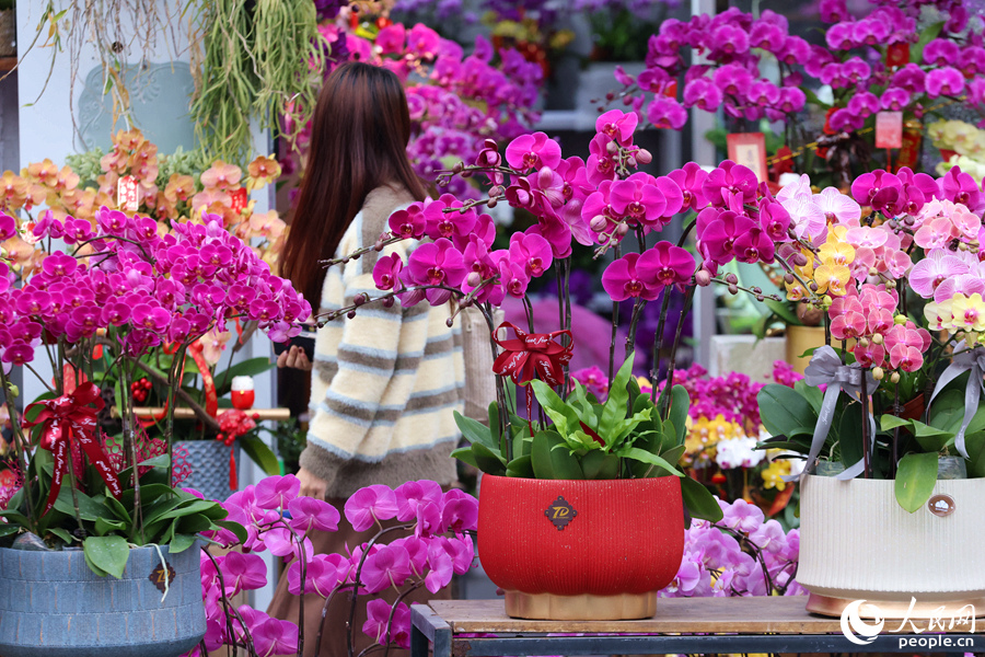 市民游客仿佛徜徉于花海之間。人民網(wǎng)記者 陳博攝