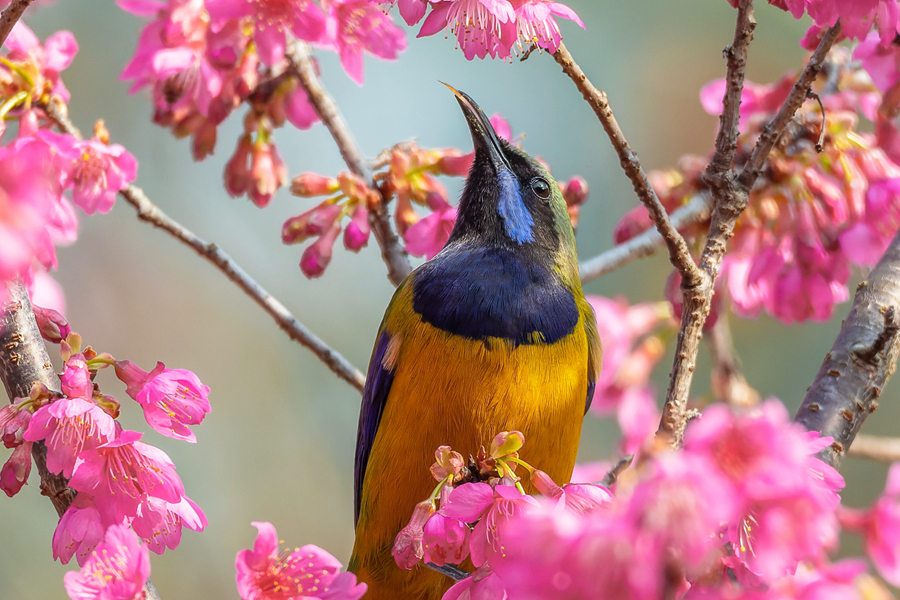 橙腹葉鵯在櫻花叢中覓食。周龍杰攝