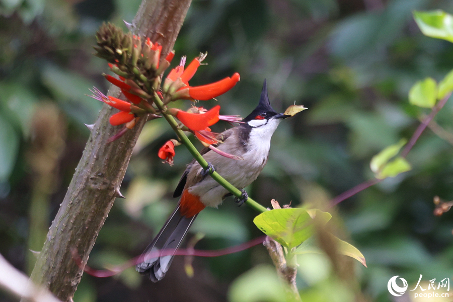 紅耳鵯在枝頭啄食花瓣。人民網(wǎng)記者 陳博攝