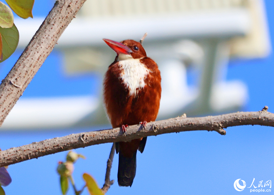 白胸翡翠在公園中享受春日暖陽。人民網(wǎng)記者 陳博攝