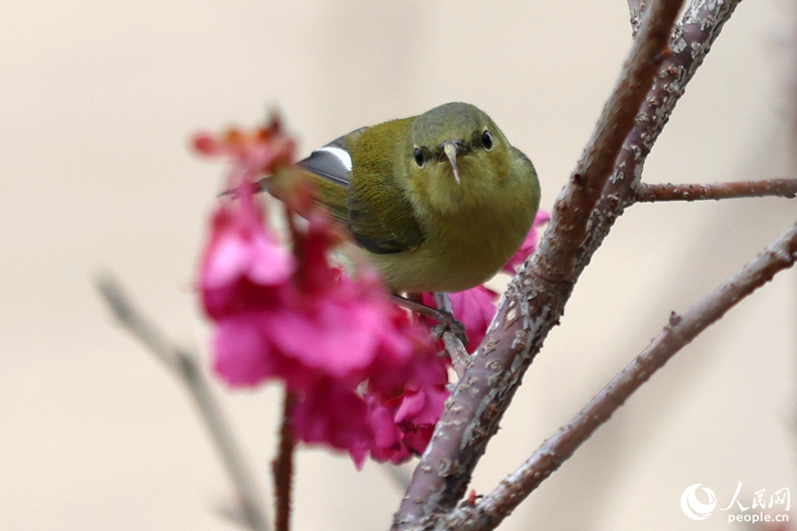 櫻花枝頭的雌性叉尾太陽鳥。人民網(wǎng)記者 陳博攝