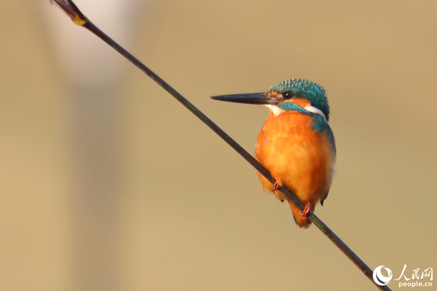 普通翠鳥獨坐蘆葦枝頭等魚來。人民網(wǎng)記者 陳博攝