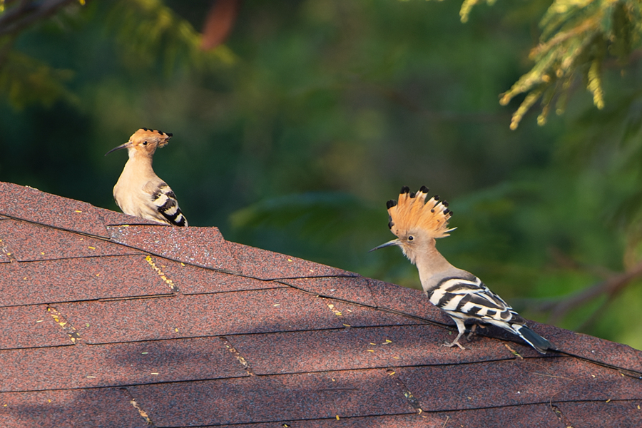 戴勝在屋頂上立起羽冠。周龍杰攝