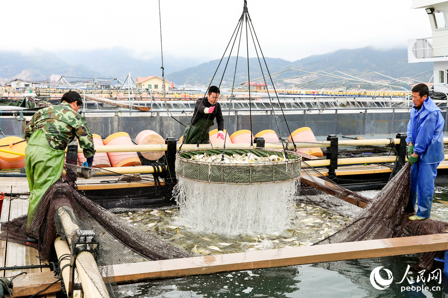 一簍簍大黃魚在過秤。人民網(wǎng) 陳永整攝