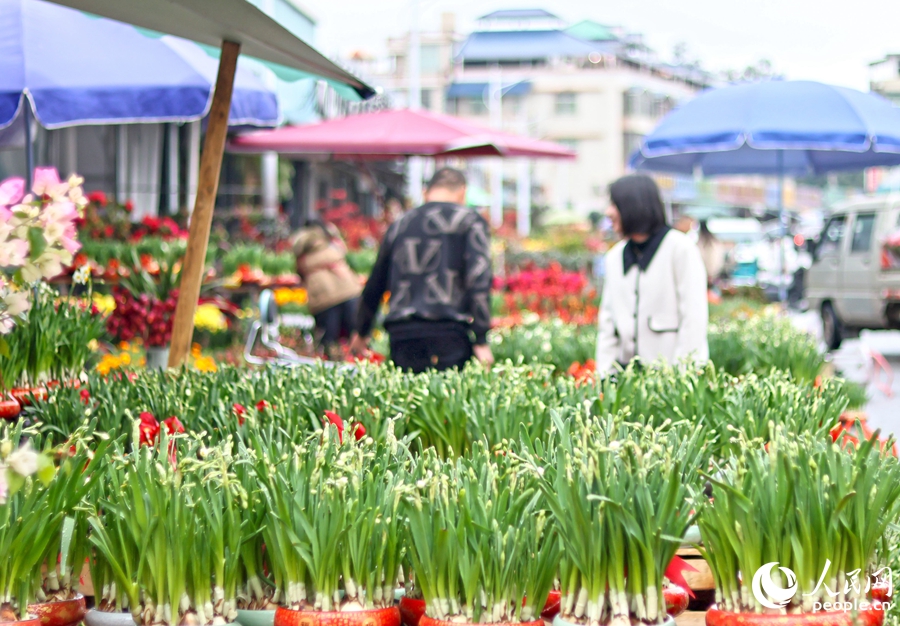 春節(jié)臨近，市民游客在漳州花卉市場(chǎng)挑選水仙花。人民網(wǎng) 李昌乾攝.jpg