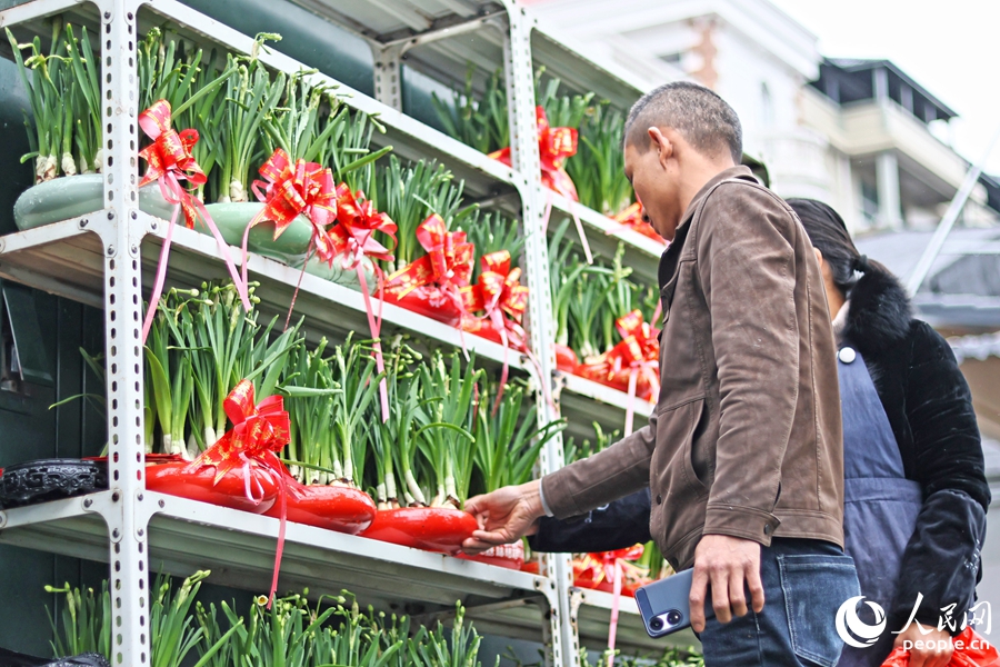 市民游客在漳州花卉市場(chǎng)選購(gòu)水仙花。人民網(wǎng) 李昌乾攝