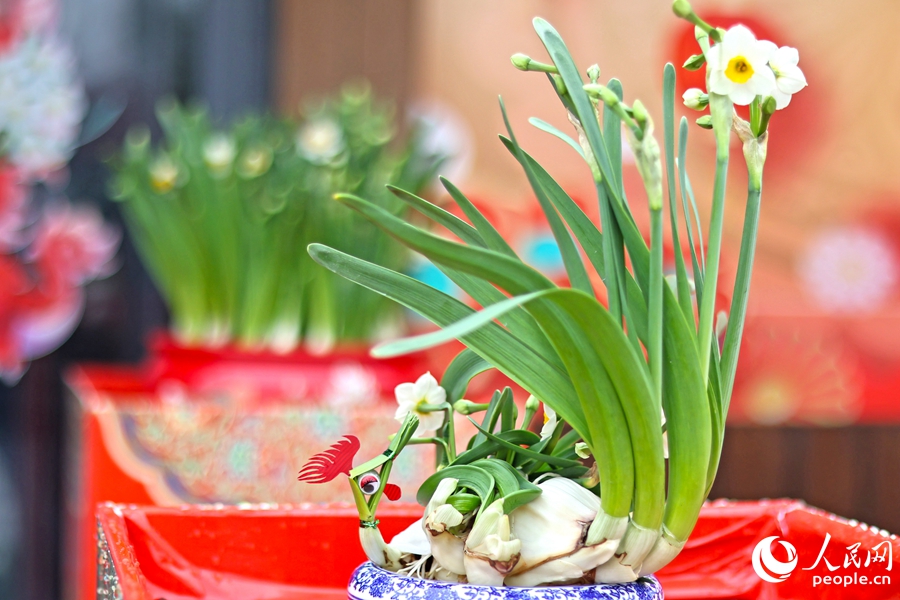 作為省級(jí)非遺，漳州水仙花雕刻技藝讓水仙花呈現(xiàn)出不同造型，深受消費(fèi)者喜愛(ài)。人民網(wǎng) 李昌乾攝