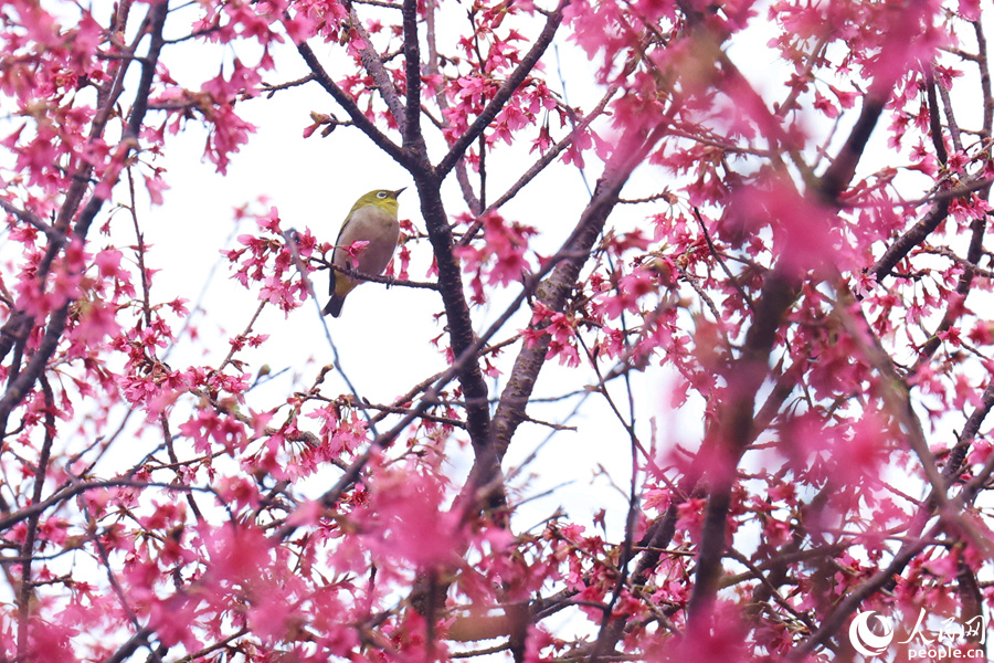 繡眼鳥在櫻花枝頭停留。人民網(wǎng)記者 陳博攝