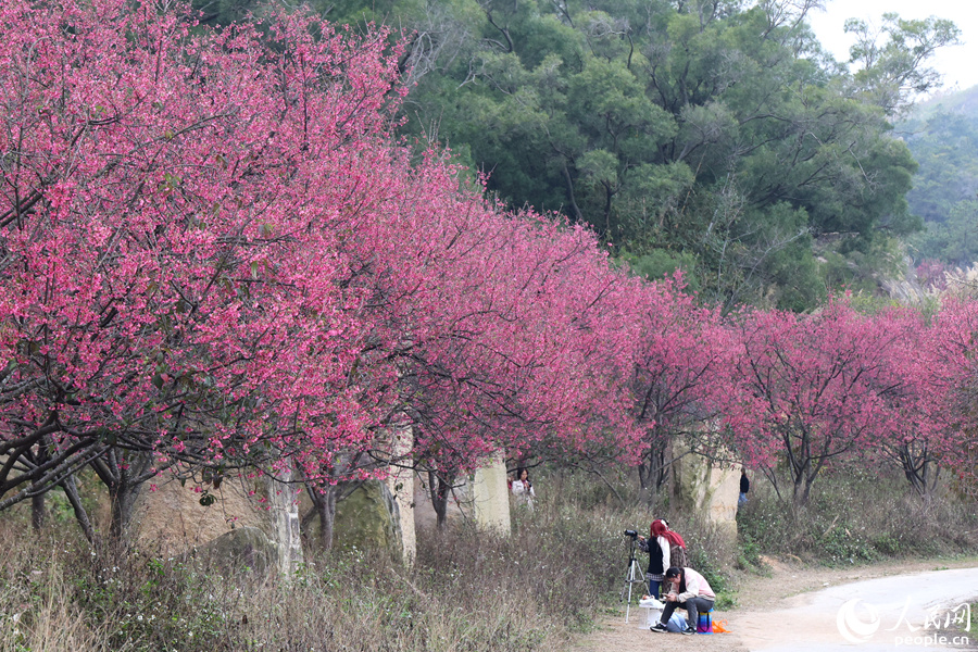 櫻花盛開，遠(yuǎn)觀燦若煙霞。人民網(wǎng)記者 陳博攝