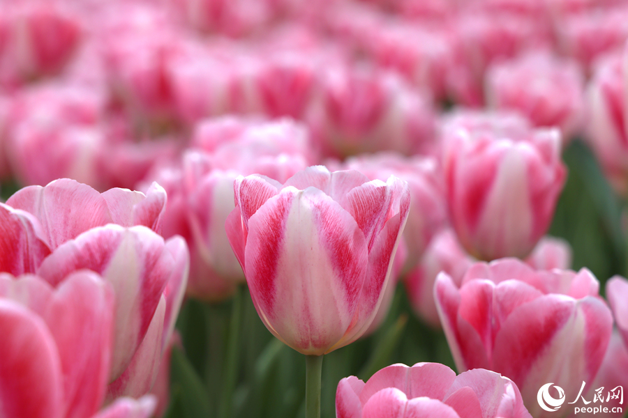 成片粉色郁金香浪漫氛圍拉滿。人民網(wǎng)記者 陳博攝