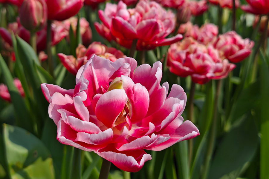 盛開(kāi)的郁金香。胡康強(qiáng)攝