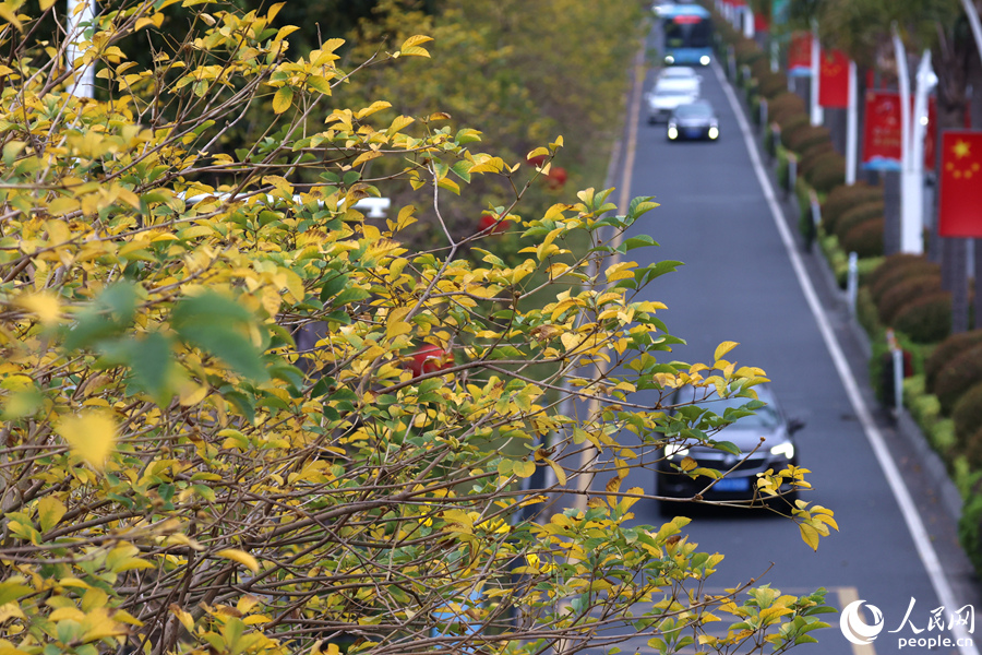 廈門市思明區(qū)湖濱西路，黃綠樹葉同處一枝頭。人民網(wǎng)記者 陳博攝