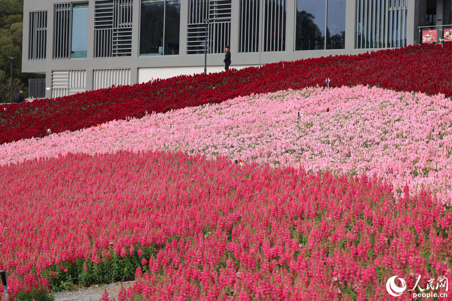 廈門(mén)梅?；ㄅ_(tái)6000平方米金魚(yú)草迎春綻放。人民網(wǎng)記者 陳博攝