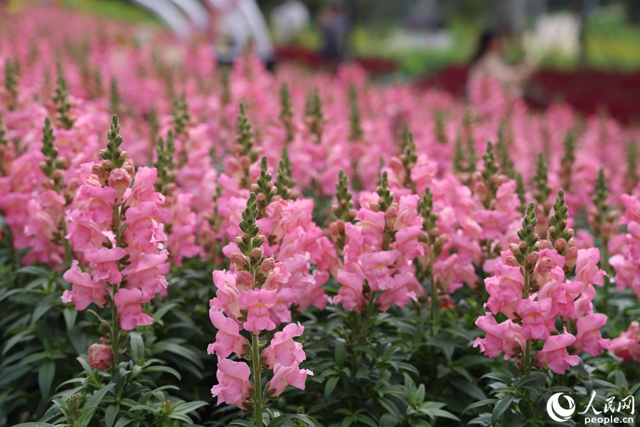 金魚(yú)草花朵盛放，像極了一座座小寶塔。人民網(wǎng)記者 陳博攝