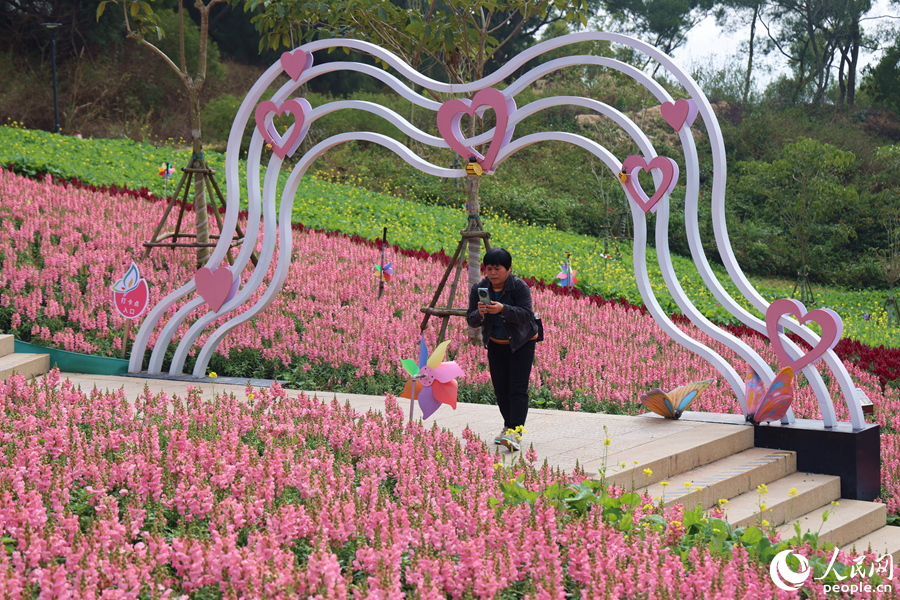 市民游客掏出手機(jī)拍攝美麗花海。人民網(wǎng)記者 陳博攝