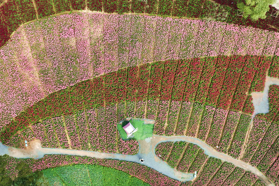 高空俯瞰金魚(yú)草花海，仿佛為美麗山谷披上了一層靚麗“春裝”。許秋珩攝