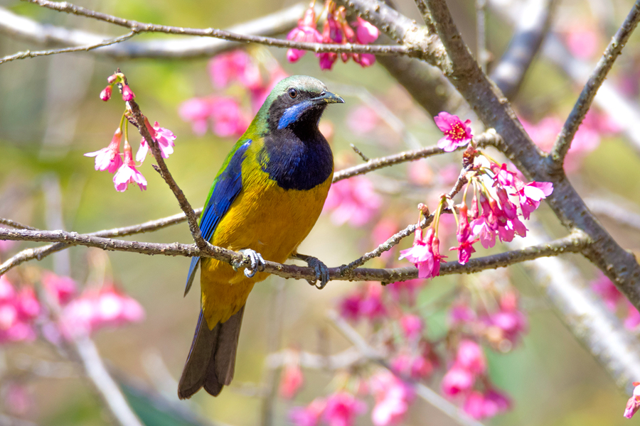 緋櫻枝頭的雄性橙腹葉鵯。周龍杰攝