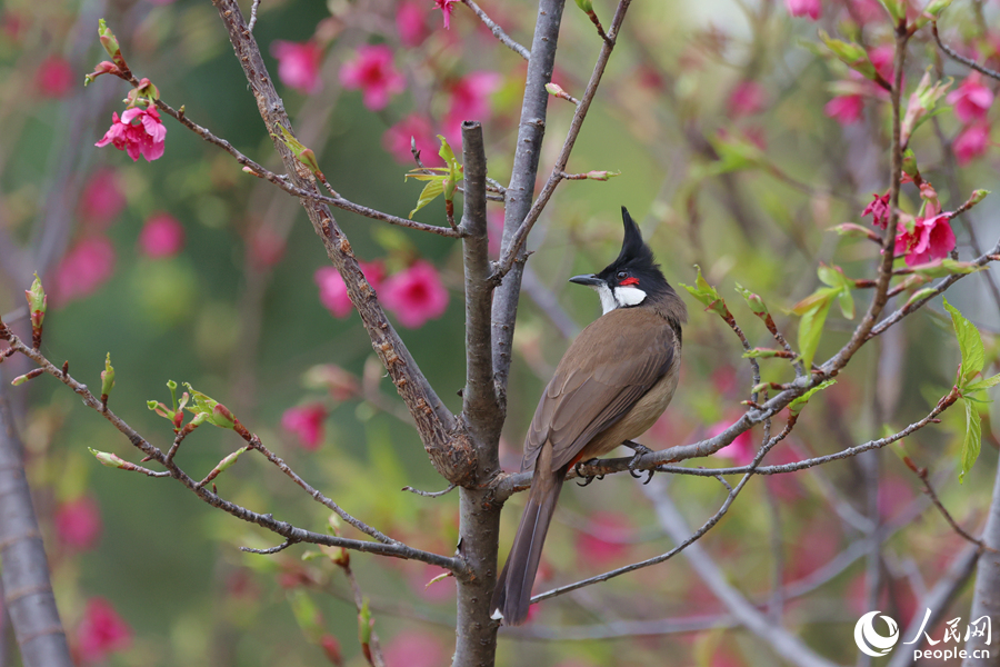 廈門園林博覽苑，造型獨特的紅耳鵯在櫻花枝頭遠(yuǎn)眺。人民網(wǎng)記者 陳博攝