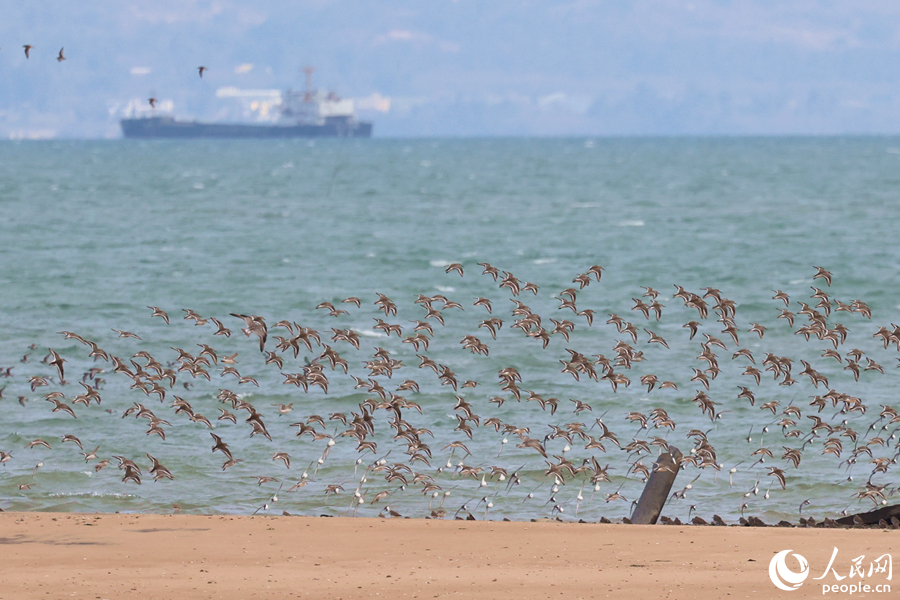 每到漲潮時(shí)分，成群海鳥在離岸較遠(yuǎn)的沙洲上盤旋。人民網(wǎng)記者 陳博攝