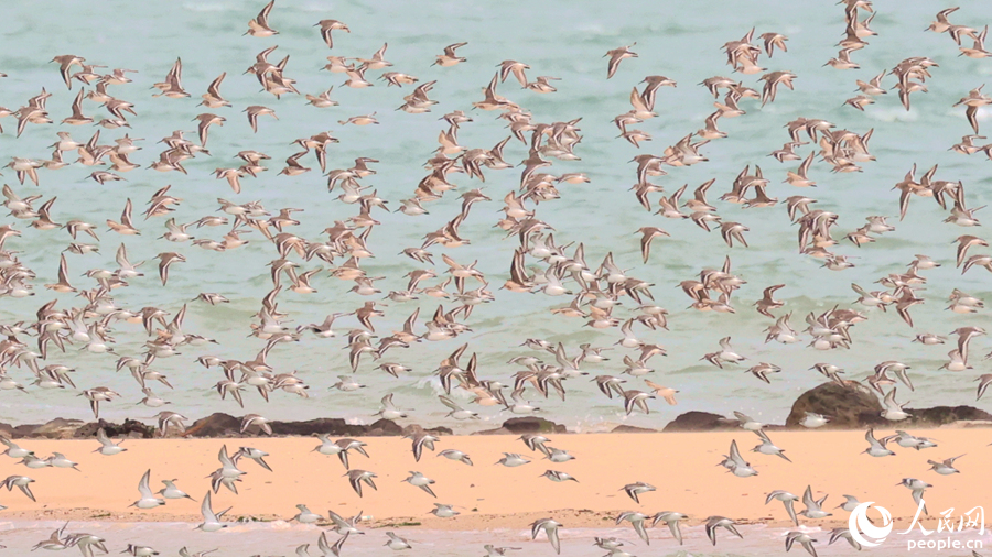 “鳥浪”以鸻鷸類為主。人民網(wǎng)記者 陳博攝