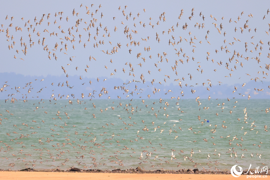 碧海藍(lán)天間萬鳥齊飛。人民網(wǎng)記者 陳博攝