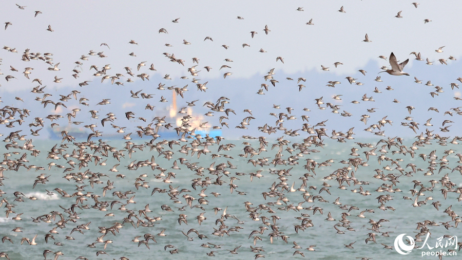 不同種類的海鳥匯集在廈門七星礁一帶海域。人民網(wǎng)記者 陳博攝