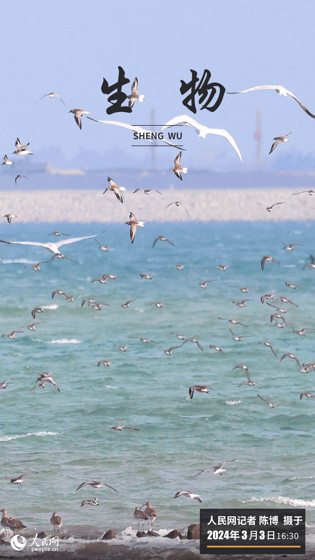 廈門七星礁一帶海域，水清岸綠，鷗鷺翔集，每到漲潮時分，陣陣海風(fēng)吹起片片“鳥浪”，碧海藍(lán)天間頻現(xiàn)萬鳥齊飛的壯觀場景，引得不少觀鳥愛好者前來拍攝。