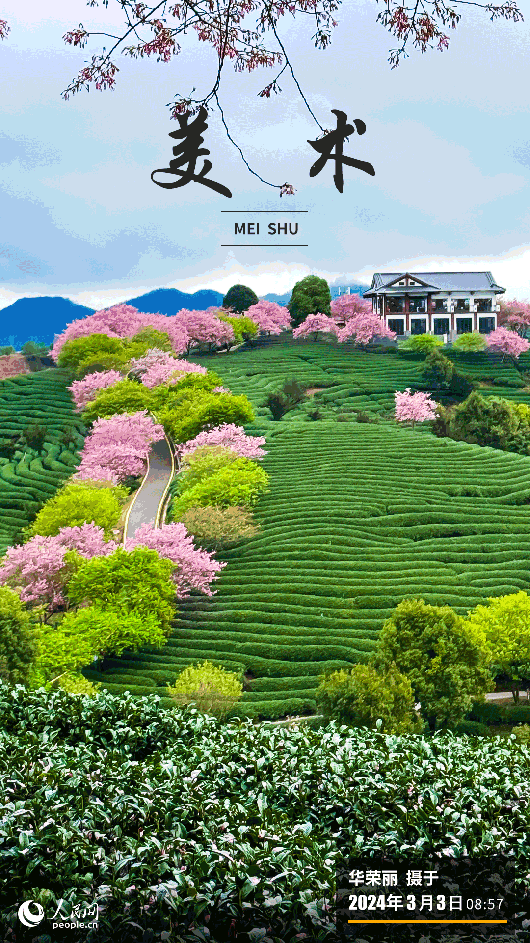 龍巖漳平市永福鎮(zhèn)又迎來了一年一度櫻花盛開季，數(shù)十萬株櫻花在春風(fēng)吹拂下漸次綻放，構(gòu)成了一幅春意盎然的多彩畫卷。