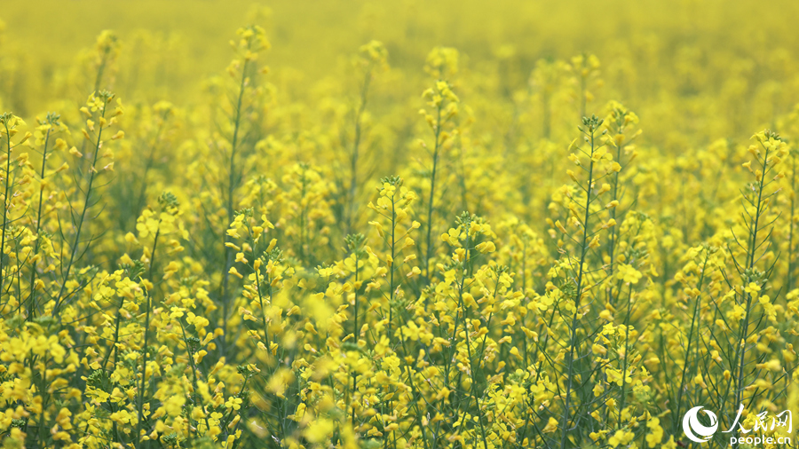 滿眼皆是迷人的金黃。人民網(wǎng)記者 陳博攝