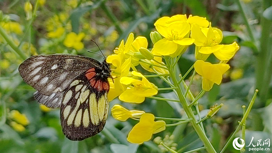 報(bào)喜斑粉蝶在油菜花花朵上停留。人民網(wǎng)記者 陳博攝