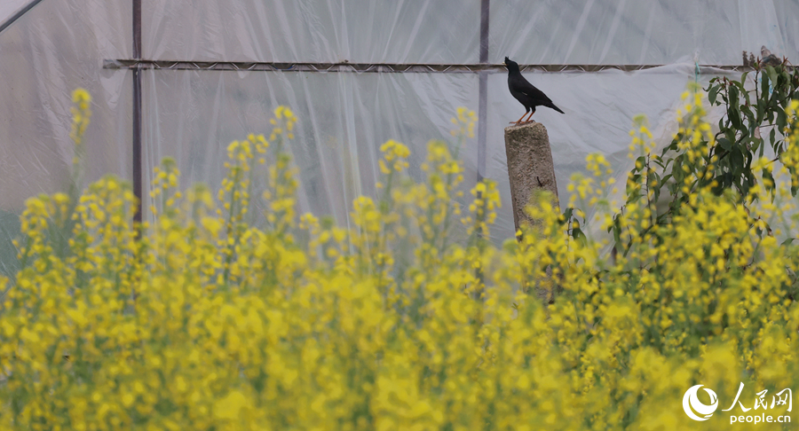 八哥鳥(niǎo)在油菜花田旁的石柱上眺望。人民網(wǎng)記者 陳博攝