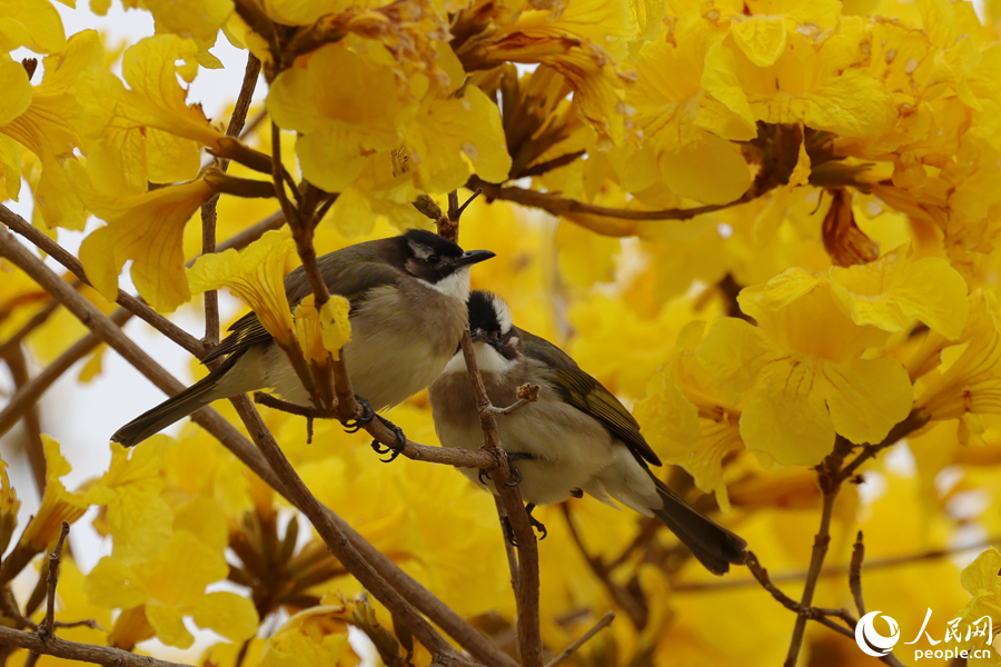 一對白頭鵯在黃花風(fēng)鈴木枝頭停留。人民網(wǎng)記者 陳博攝